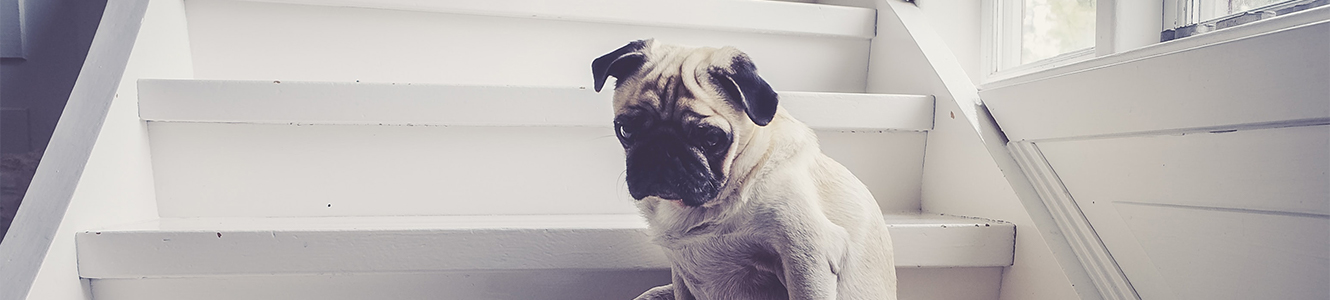 dog on stairs